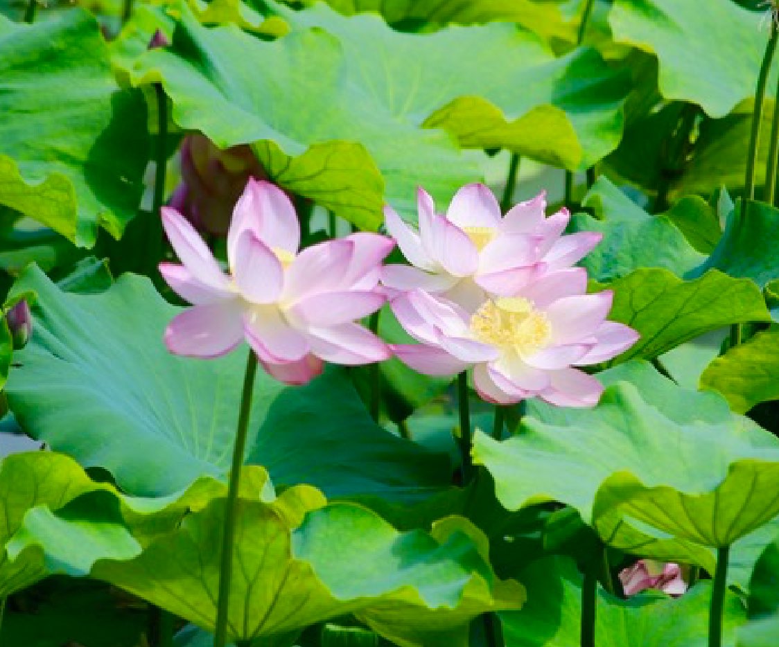 Lotus flower